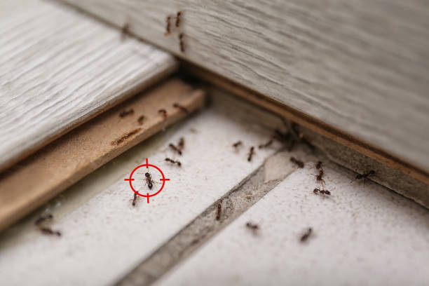 Best Cockroach Control Services  in Duson, LA